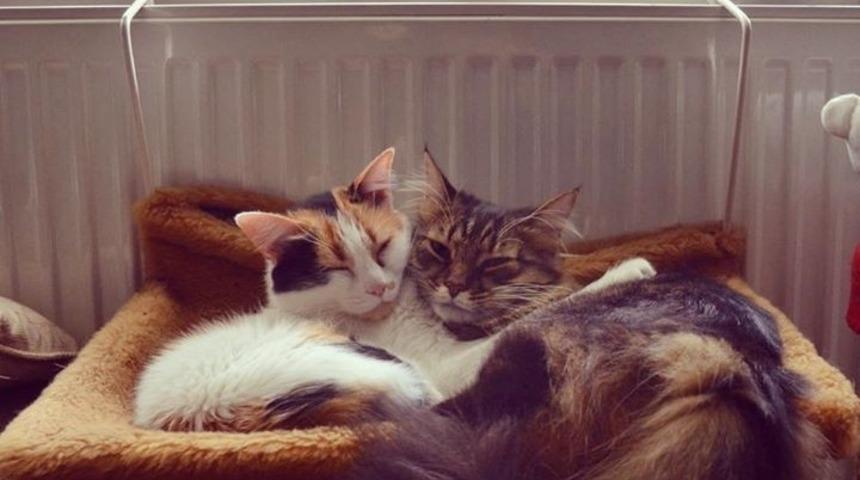 Ryuk ile &Uuml;z&uuml;m'&uuml;n Aşırı Minnoş 17 Hali!