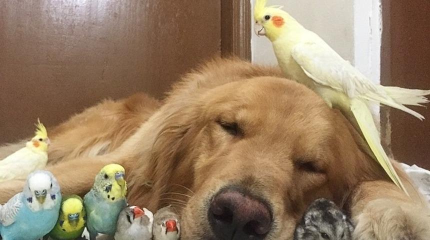 Dünyanın En Tatlı Arkadaş Grubu: 1 Köpek, 8 Kuş Ve 1 Hamster