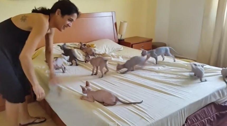 Kedi Yavruları Çetesiyle Dolu Bir Yatak Nasıl Toplanır? (Sandığınızdan Daha Zor)