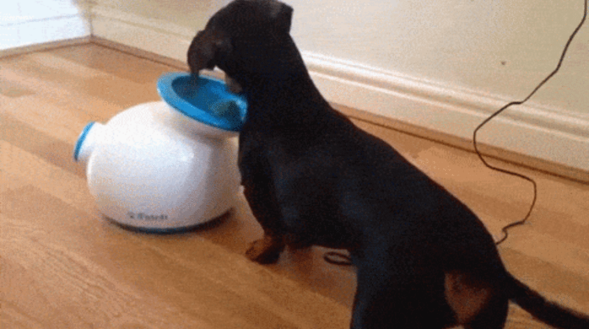 İşten Geldiniz Yorgunluktan Ölüyorsunuz Ama Köpüşünüz Sizinle Oynamak İstiyorsa Çözümü Var