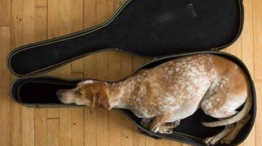 Biraz Garip ve Komik Yerlere Yerleşmiş Hayvanlar