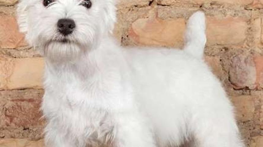 14 Pop&uuml;ler Beyaz K&ouml;pek Cinsi