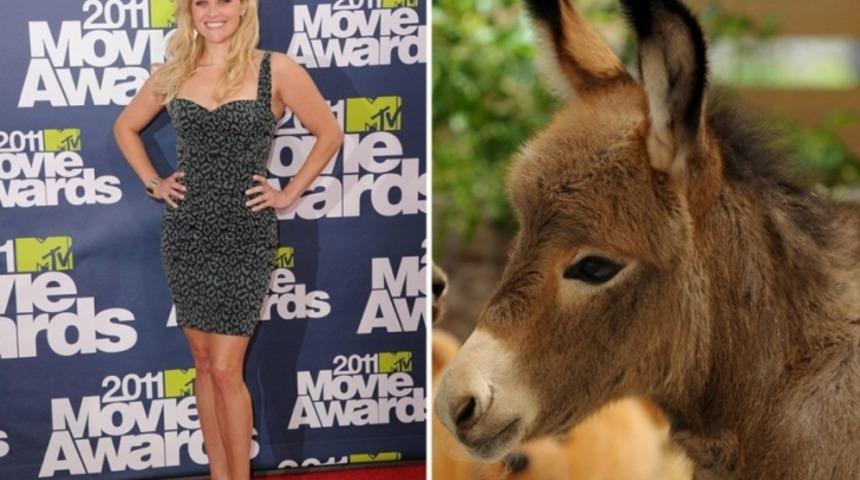 Evcil Hayvan Kavramını &Ccedil;ok Yanlış Anlamış 15 Yıldız