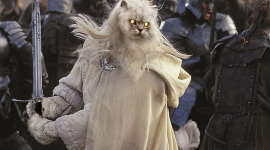 Zalım İnsanlar Tarafından Hunharca Photoshop'lanan Kediler 