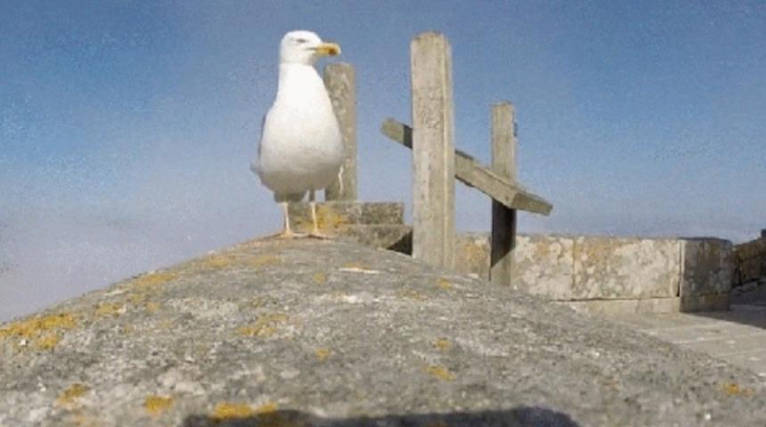 Martı Aksiyon Kamerasını &Ccedil;alıyor ve Turistler İ&ccedil;in G&uuml;zel Kıyı Şeridi Fotoğrafları &Ccedil;ekiyor