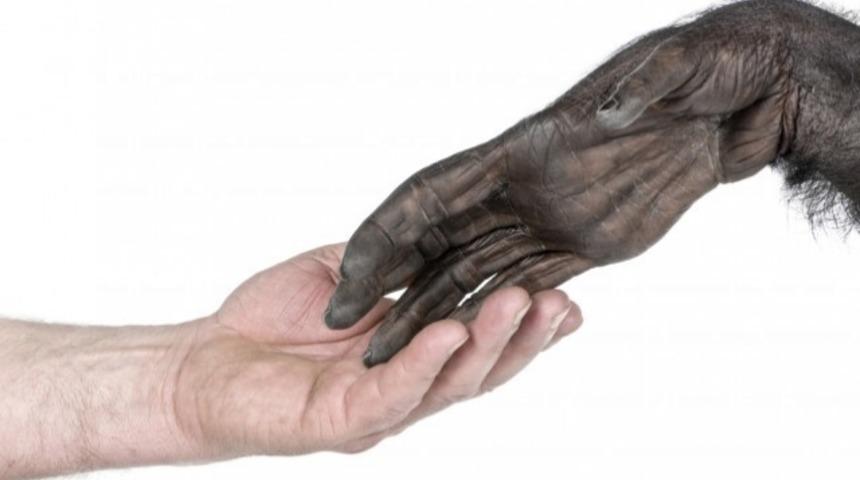 İnsan Eli Şempanze Elinden Daha İlkel