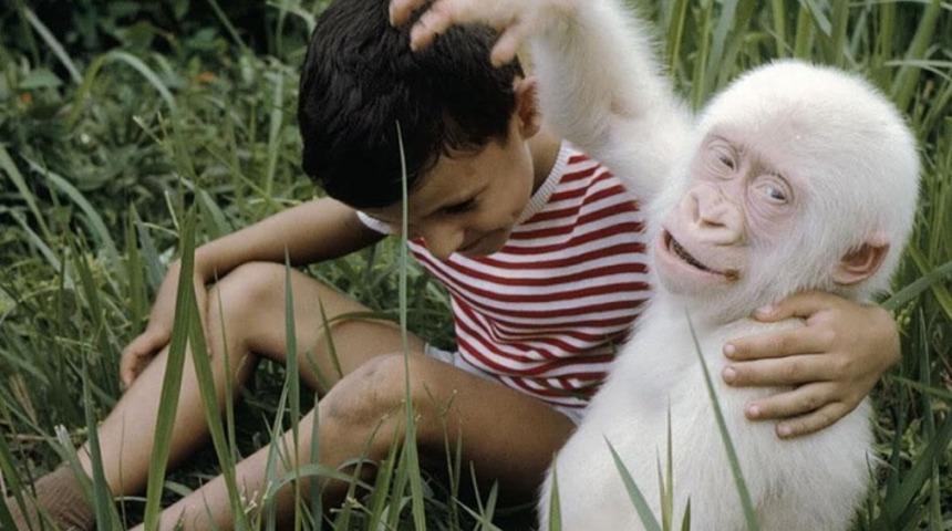 Kimine G&ouml;re Bir Hastalık Kimine G&ouml;re Bir Hediye: Birbirinden İlgin&ccedil; Albino Canlılar