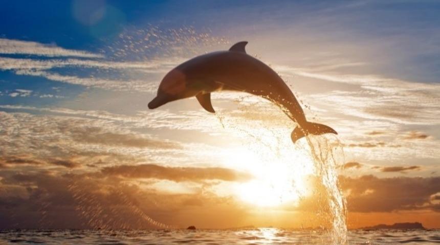 Havai A&ccedil;ıklarında Balinaların Yunusları Sırtlarında Taşıdıkları G&ouml;r&uuml;ld&uuml;