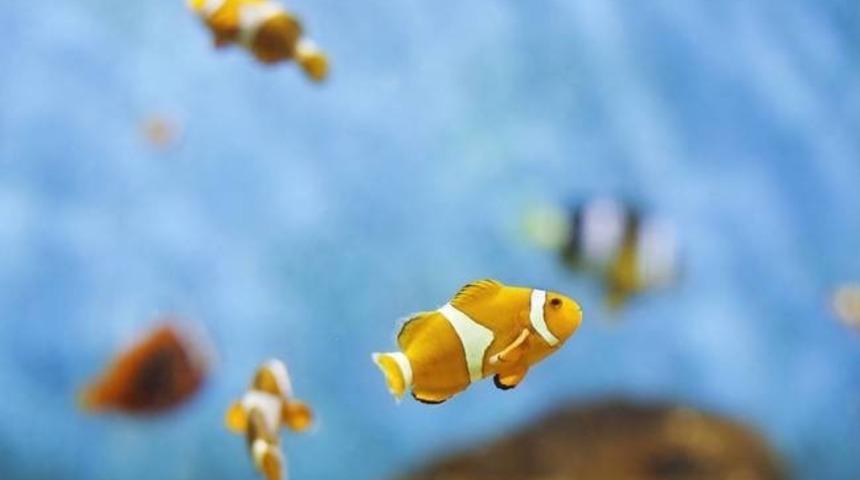 12 Hayvan Hakkında Daha &Ouml;nce Duymadığınız 12 İlgin&ccedil; Bilgi