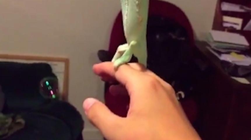 Sabun K&ouml;p&uuml;ğ&uuml; Patlatan Sevimli Bukalemun Laura