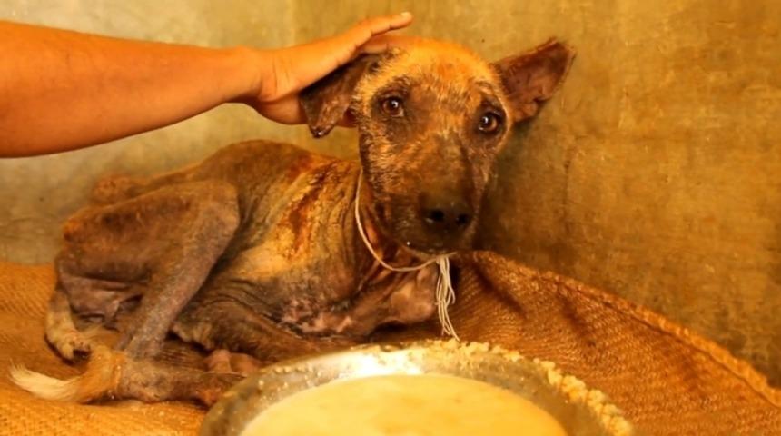 &Ouml;lmek &Uuml;zereyken Kurtarılan K&ouml;peğin İ&ccedil;ler Acısı Hali Herkesi Ağlattı [Video]