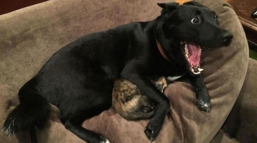 Aşırı Heyecanlanmış K&ouml;peğin Fotoğrafı İnternetten Nasibini Aldı