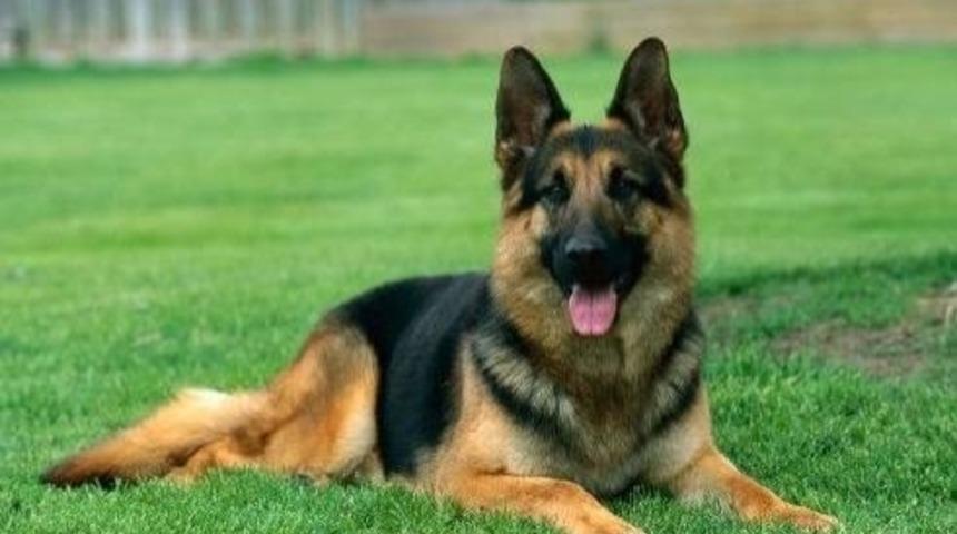 D&uuml;nyadaki En Akıllı 15 K&ouml;pek Cinsi