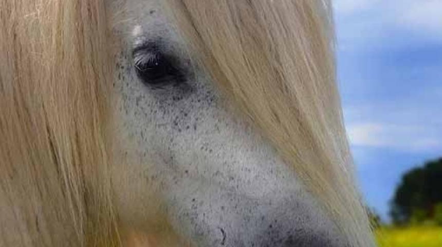 Kıskanılacak Güzellikte Saçlara Sahip 10 At