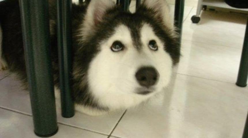 Kediler Tarafından Büyütülen Husky Köpek Kendisini Kedi Sanıyor