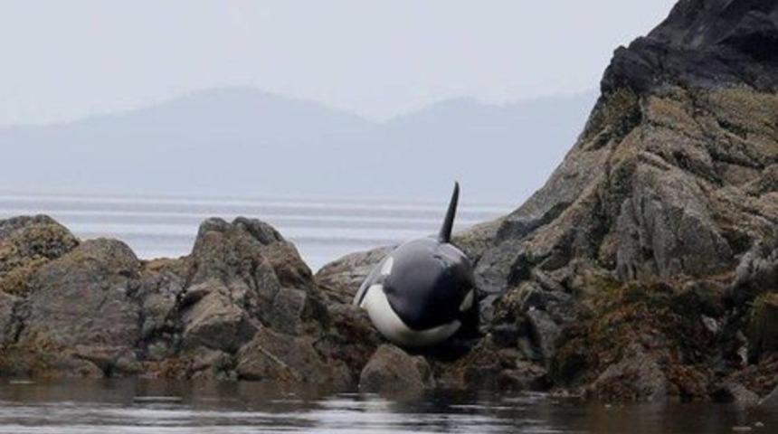İnsanlık Dersi: Kayalıklara Takılan Balinayla Sular Tekrar Y&uuml;kselene Kadar İlgilenenen İnsan Gibi İnsanlar