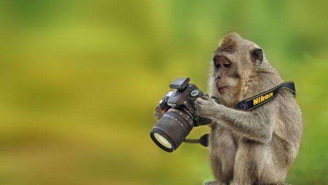 Kameranın Önünde Değil, Arkasında Olmayı Tercih Eden; Fotoğrafçı Ruhlu 14 Hayvan
