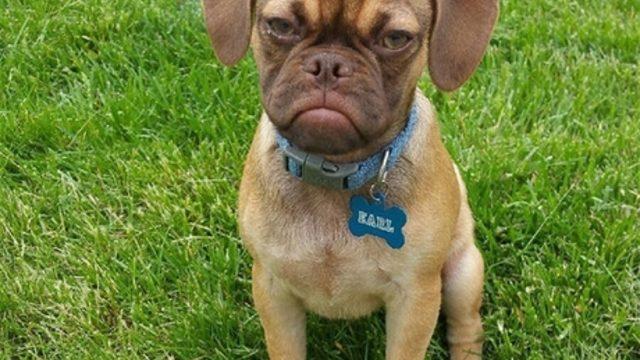 Suratsız Köpek Sizden Suratsız Kedinin Ettiğinden Bile Daha Fazla Nefret Ediyor