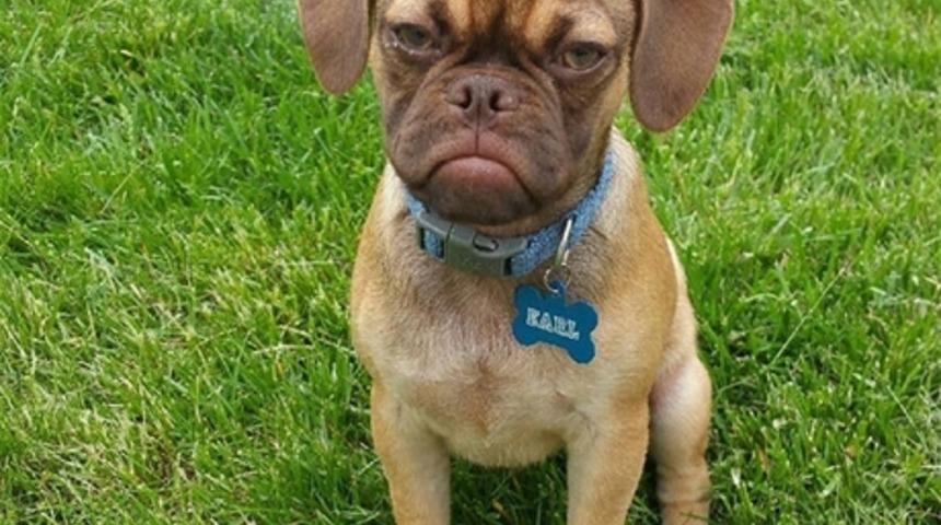 Suratsız K&ouml;pek Sizden Suratsız Kedinin Ettiğinden Bile Daha Fazla Nefret Ediyor