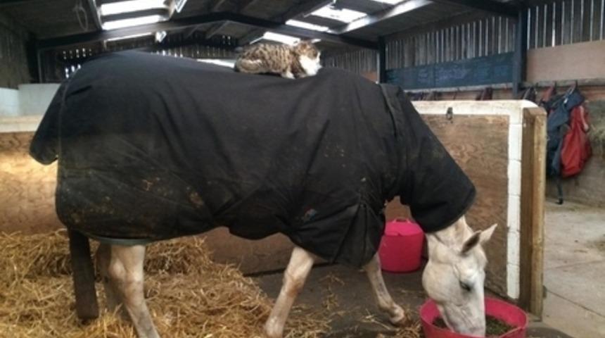 Atların Bir Hayvanın Sahip Olabileceği En İyi Dost Olabileceğini G&ouml;steren 16 At