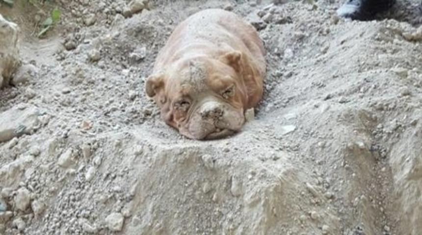 Y&uuml;r&uuml;y&uuml;şe &Ccedil;ıkan Adam Bu Korkun&ccedil; Manzarayla Karşılaştı