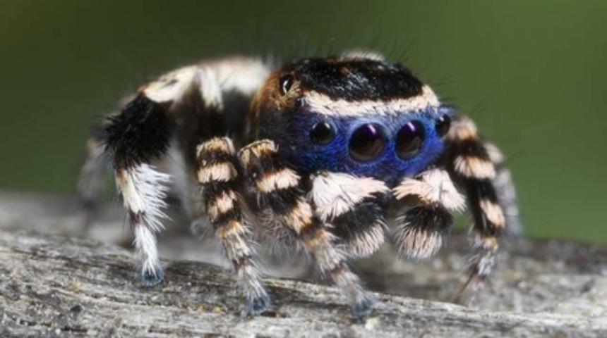 Bu Muhteşem Yeni &Ouml;r&uuml;mcek T&uuml;r&uuml;ne G&ouml;z Atın 