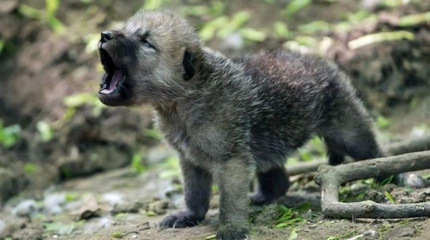 Hangi K&ouml;t&uuml; Karakterin Yardımcısısın?