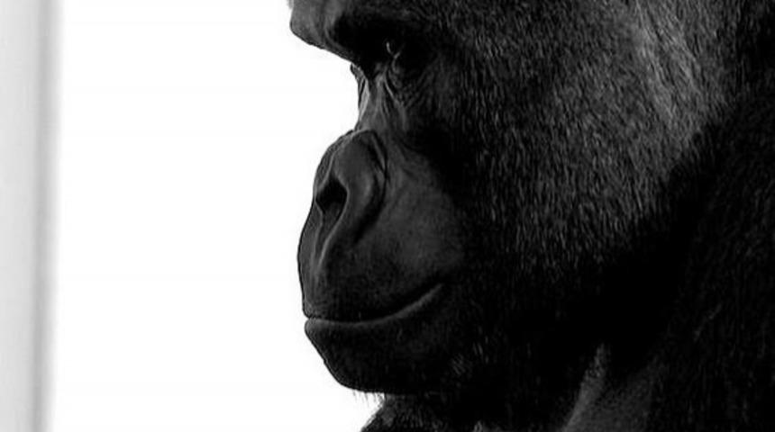 Dünyanın En Yakışıklı Gorili