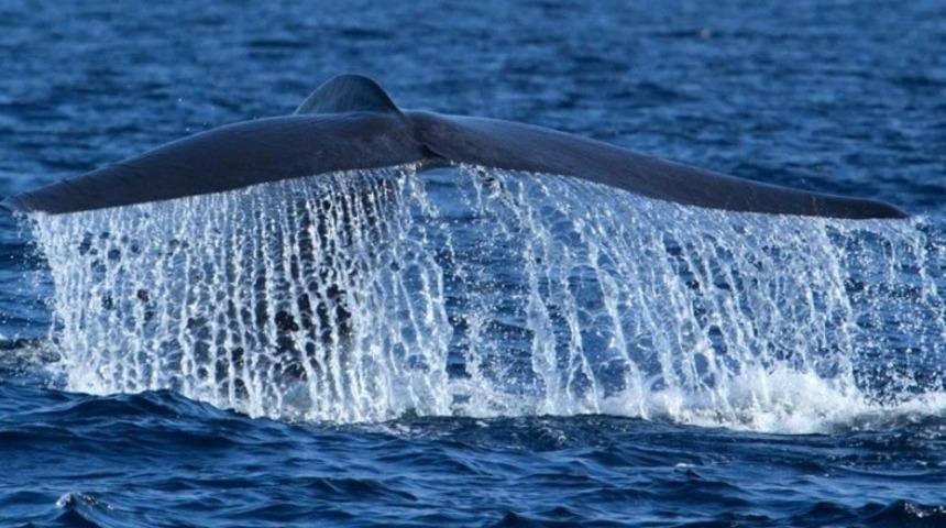 Hava Kamerasının &Ccedil;ektiği, Okyanustaki Sıradışı Balina ve Yunus G&ouml;r&uuml;nt&uuml;leri
