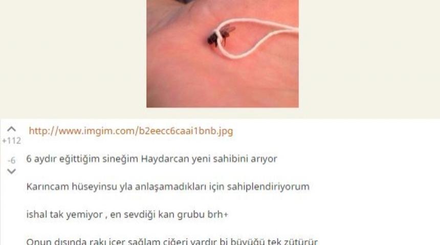 Sineğim Haydar Yeni Sahibini Arıyor! Lütfen Sadece Ciddi Alıcılar Arasın!