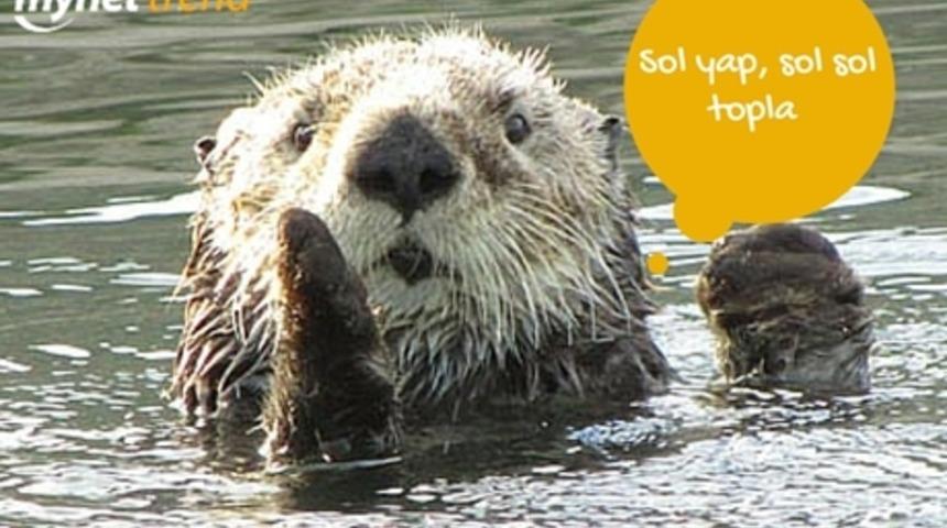 "Hayvanların Dili Olsa Da Konuşsa" Diyenler İçin Su Samurları Dile Geldi