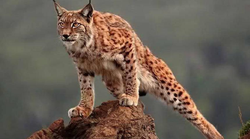 Kediler Neden Kendilerini Sevdirmez?