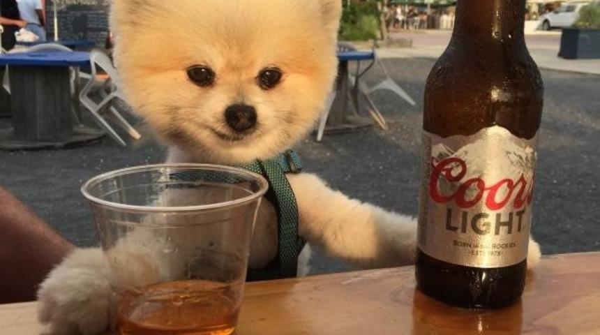 15 Sarhoş Hayvan (Kinaye Değil, Kediden K&ouml;pekten Filan Bahsediyoruz)