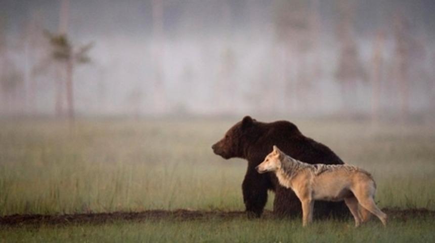Kurt Ve Ayının Sıradışı Dostluğu Bir Fotoğraf&ccedil;ı Tarafından G&ouml;r&uuml;nt&uuml;lendi