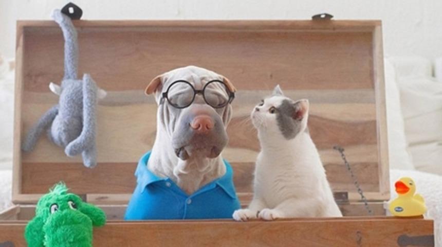 Kedi K&ouml;pek Gibi Didişiyorlar S&ouml;z&uuml; Tarih Oldu! Artık: "Kedi K&ouml;pek Gibi Anlaşıyorlar" Devri