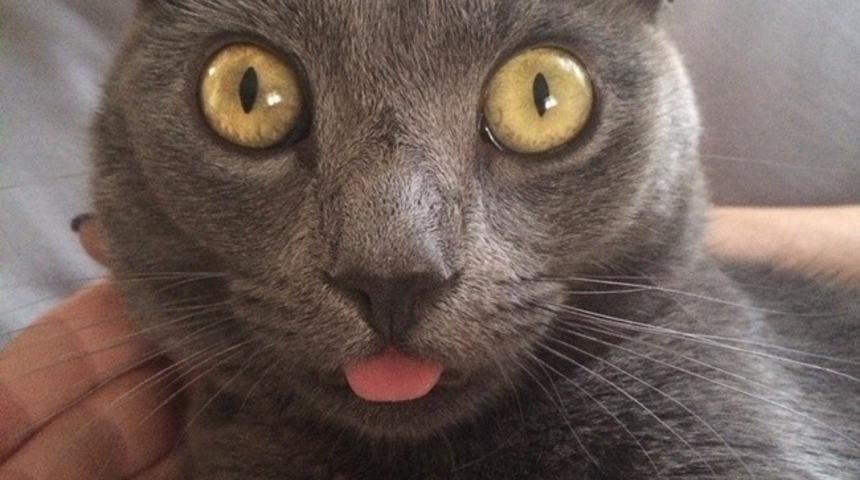 10 Adımda Hayvanların En Şaşkın Anları