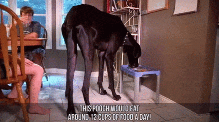 Aşırı Derecede Büyük 8 Hayvan