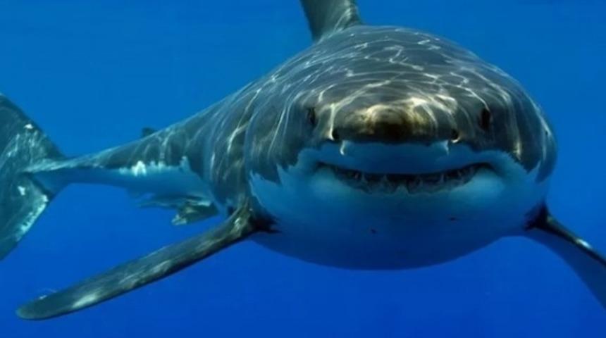 İstatistiklere Göre En Çok İnsan Ölümüne Sebebiyet Veren 14 Canlı (Çok Şaşıracaksınız)