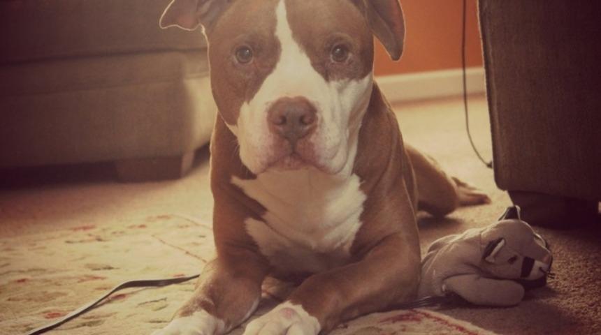 Yatağın &Uuml;zerine &Ccedil;ıkmasına İzin Verilmeyen K&ouml;pek Sahibi Gidince Kopuyor!