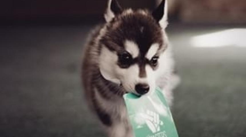 Husky Köpekleri Seviyor Musunuz? Sizi Bu Instagram Hesabına Alalım! (15 Resim)