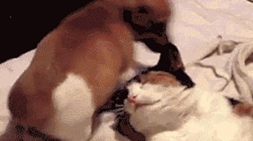 İnsanlara ve Başka Hayvanlara Pis(ç)lik Yapmada Seviye Atlamış 14 Hayvan