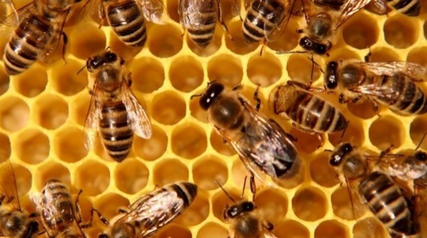 10 Bin Bal Arısına Tek Tek Mikro&ccedil;ip Yerleştirdiler, "Neden &Ouml;l&uuml;yorsunuz Ya Siz?" Sorusuna Cevap Arayacaklar!