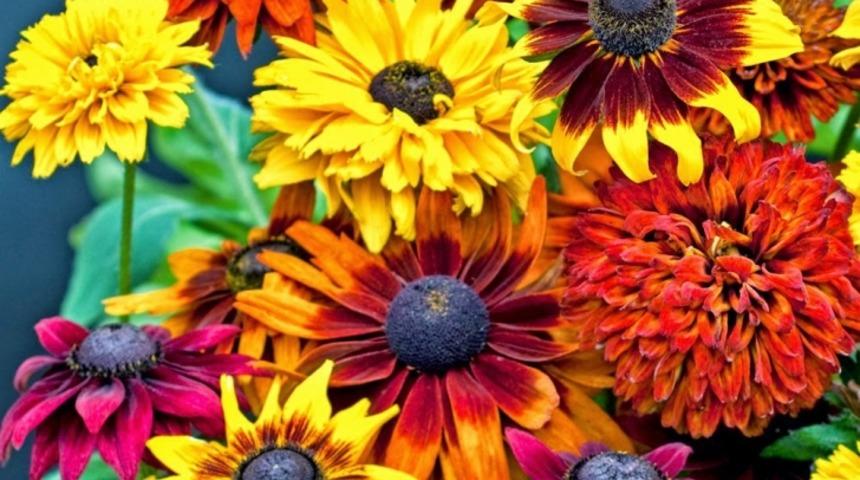 Sonbahar Ve Kış Mevsiminde Bah&ccedil;enizi Veya Balkonunuzu Renklendirecek 10 Harika &Ccedil;i&ccedil;ek &Ouml;nerisi