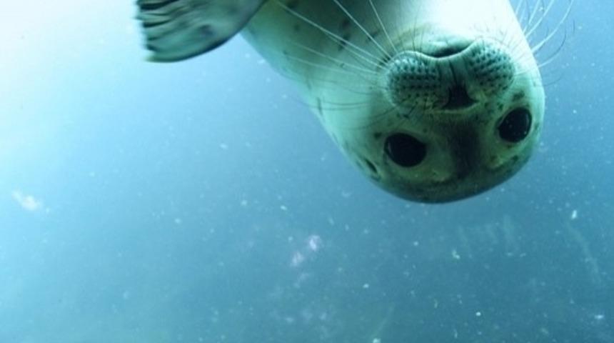 Bu Fok Balıkları Resmen "Gel Beni Sev" Diyor (Video)