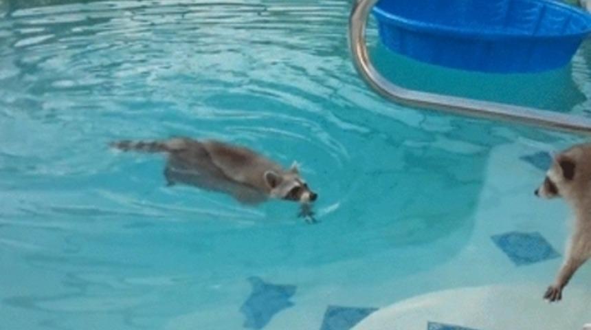 Havuz Bulan Rakunlardan Biri Havuza Atlayıp Yüzerken Diğer Rakunun Onu Havuzdan Çıkarmaya Çalıştığı Sırada Çekilmiş İnanılmaz Tatlı Görüntüler
