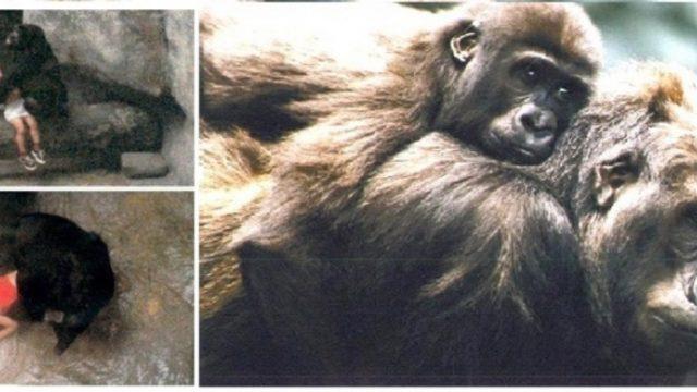 Gorillerin Arasına Düşen Çocuğun Başına Ne Geldi Dersiniz?