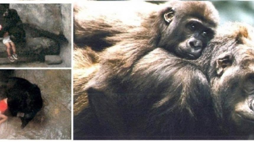 Gorillerin Arasına Düşen Çocuğun Başına Ne Geldi Dersiniz?
