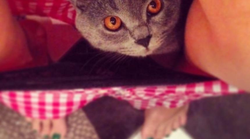 İnternetin Son Zamanlarda Gördüğü En Saçma Akım: Kedileri Külodun İçine Sokmak!