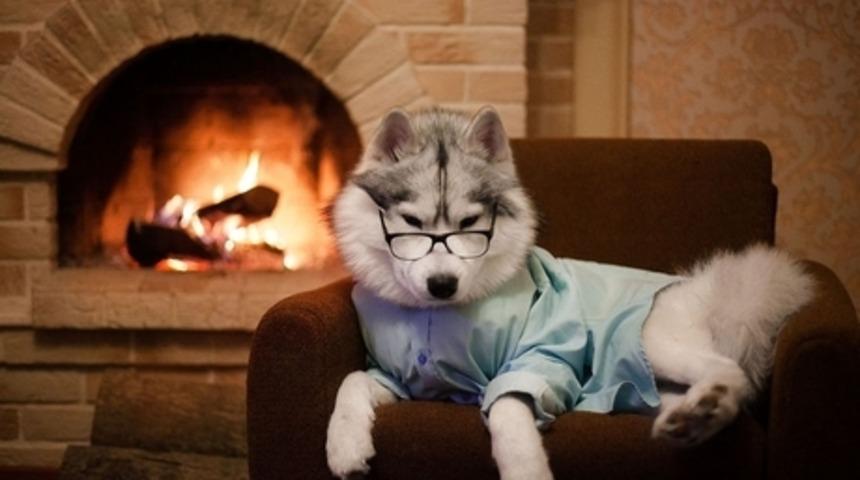 Kıyafetli Husky K&ouml;peklerin Modeller Gibi Fotoğraflarını &Ccedil;eken Fotoğraf&ccedil;ı