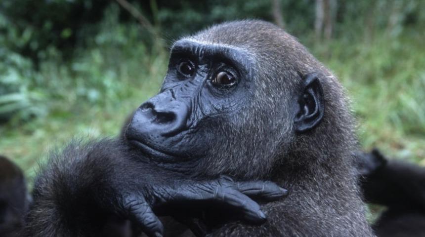 IPhone'da Başka Goril Fotoğrafları G&ouml;sterilen Gorilin Ne Yaptığını İzleyin